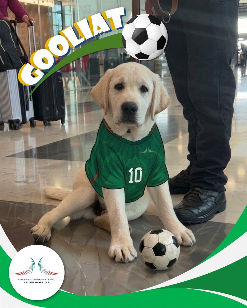 En plena temporada futbolera llega #Goliat. ⚽🐶
El nuevo integrante del #EscuadrónCanino del #AIFA que viene a tirar gol…  pero de ternura. ¿Listos para conocerlo?

#4AñosDespegandoJuntos #AIFA #ExperienciaAIFA #AniversarioAIFA #AIF4