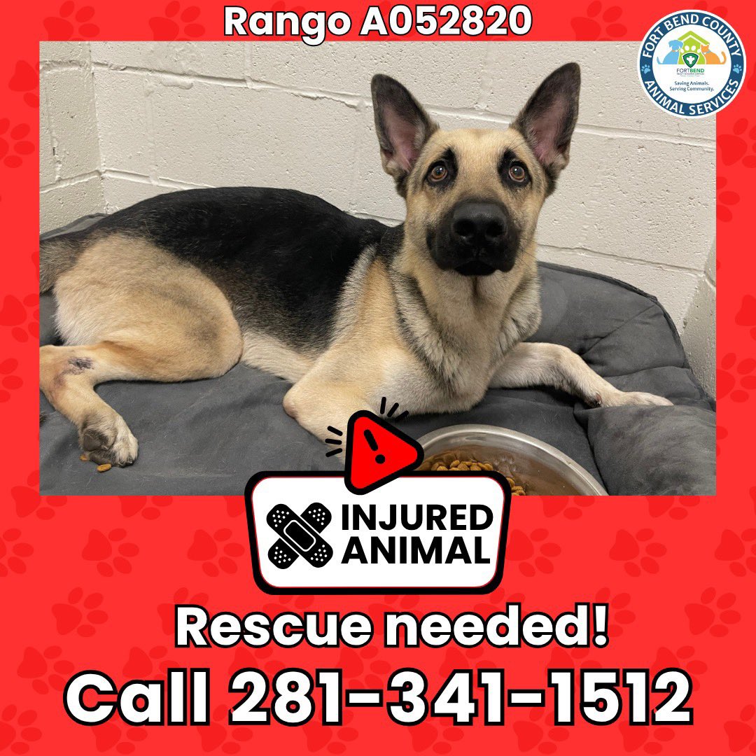 Fort Bend Animal Services tweet media