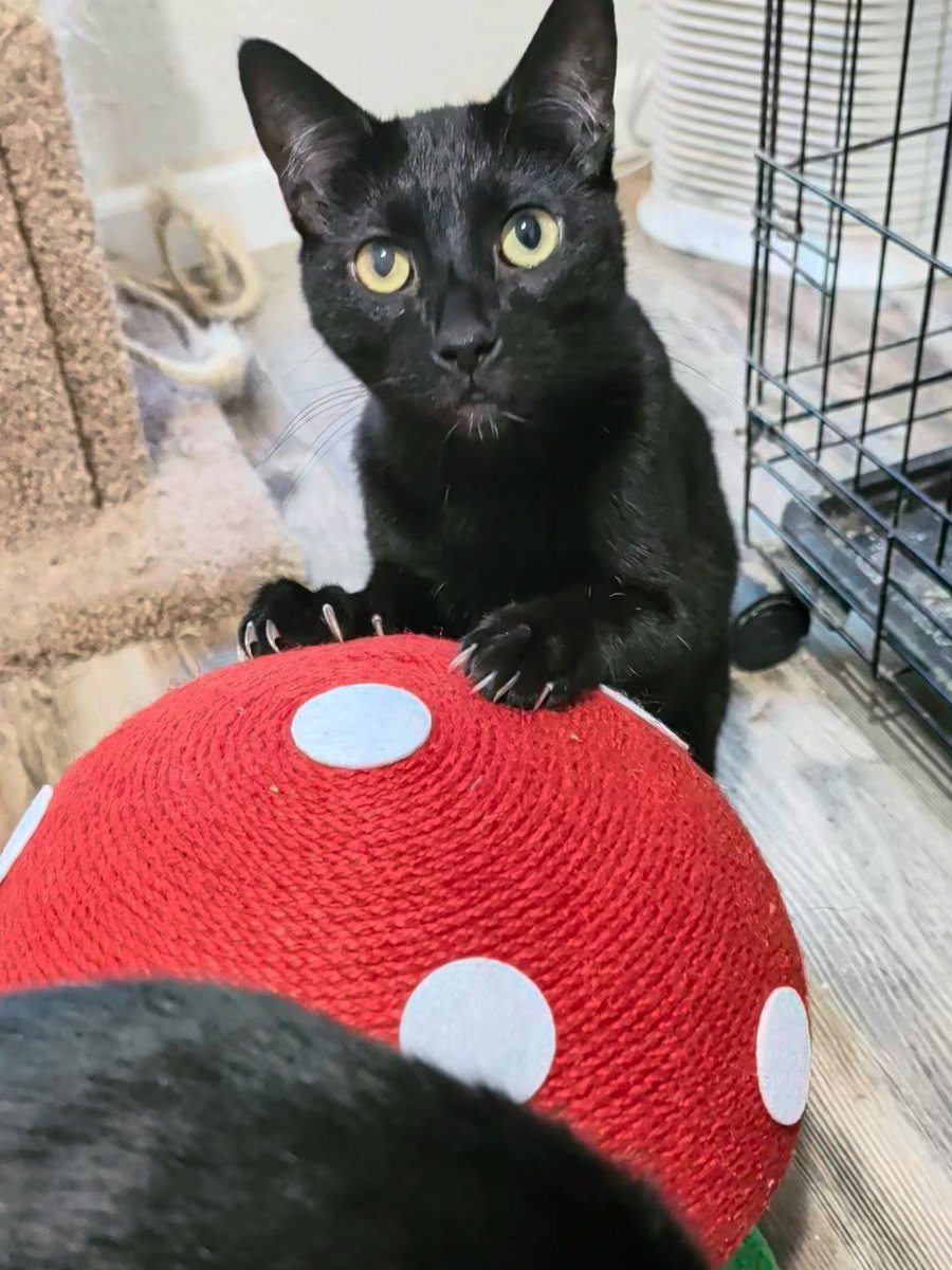 Brad's Pit tweet media