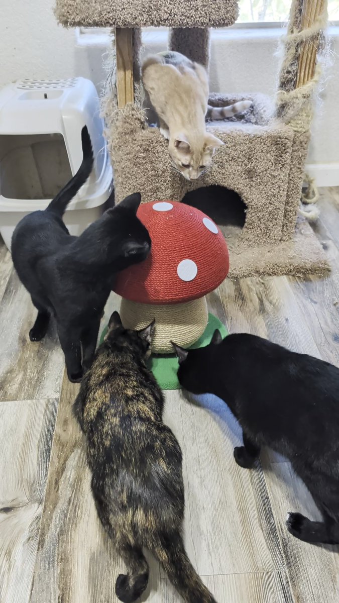 Brad's Pit tweet media