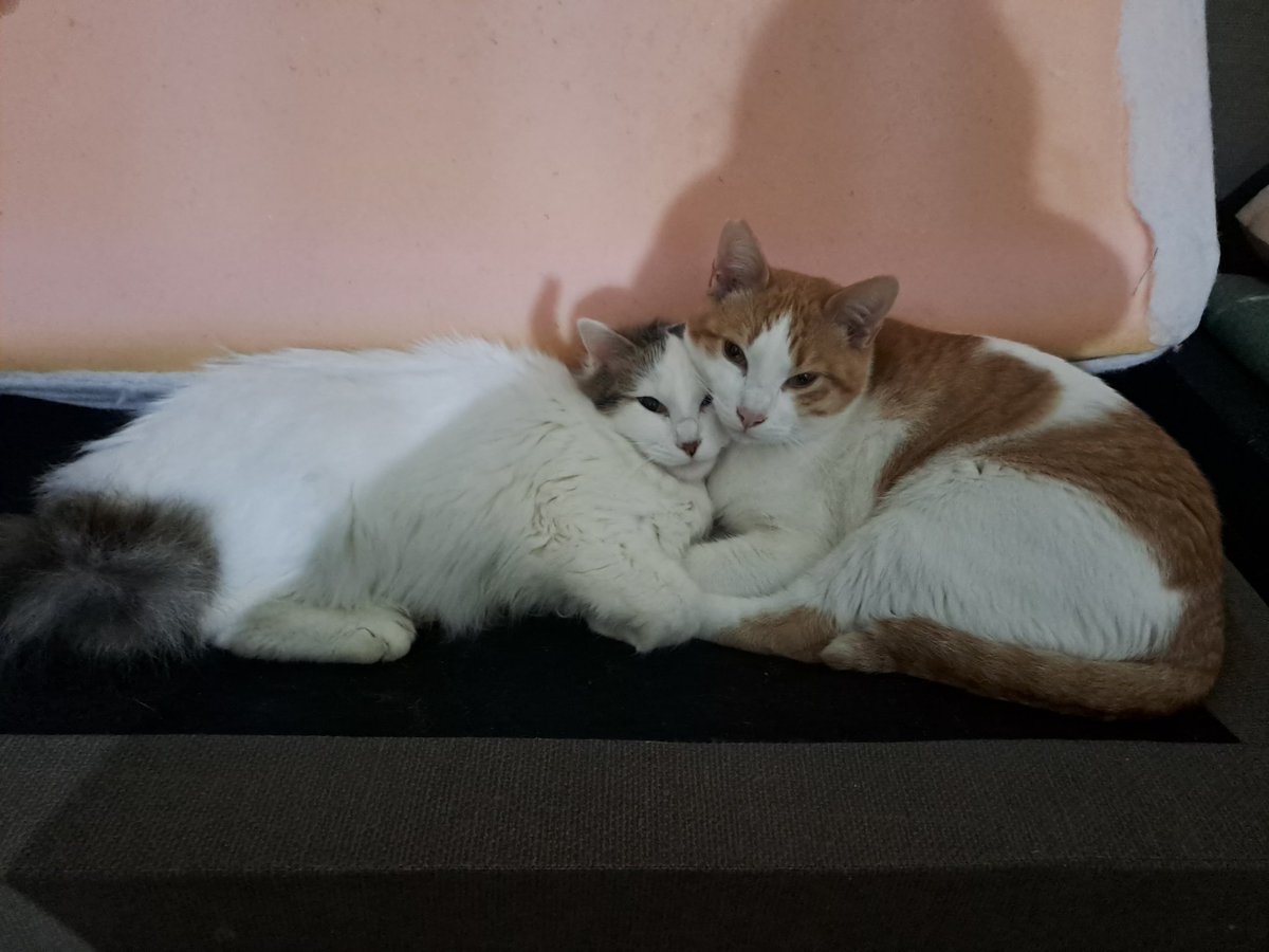 #FUCSIA_OFFICIAL 💜 tweet media