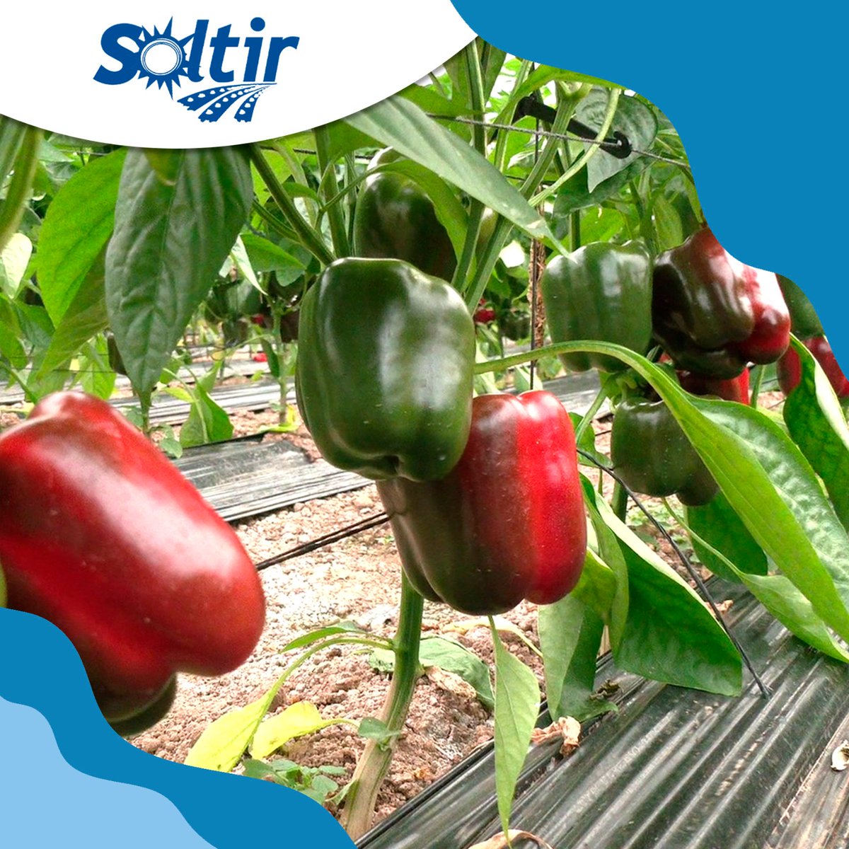 En Soltir volvemos a poner en valor nuestro producto estrella: el pimiento 🫑

 Un cultivo que representa nuestra esencia, nuestro saber hacer y el compromiso diario de nuestros agricultores por ofrecer siempre lo mejor 🤝