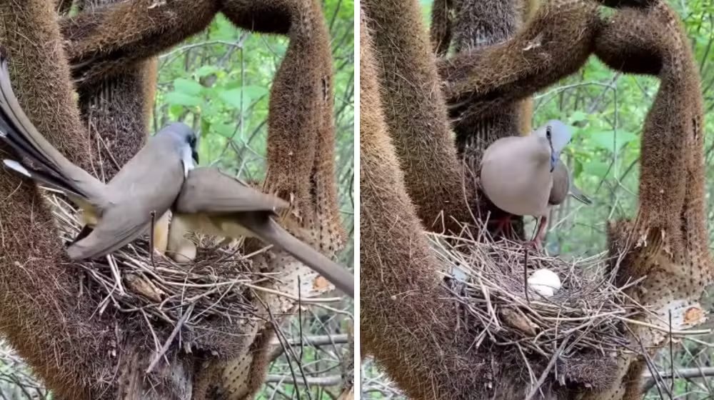 terradagente's tweet image. Ave tenta roubar ninho de juriti, mas reação muda o final. Acesse: glo.bo/4lWty07 #terradagente #aves #animais #natureza #fauna