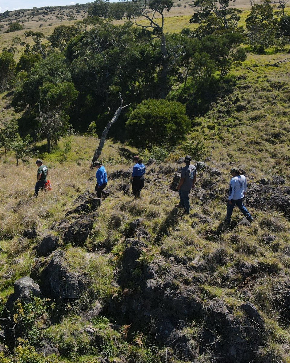 American Forests tweet media