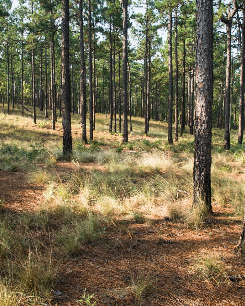 American Forests tweet media