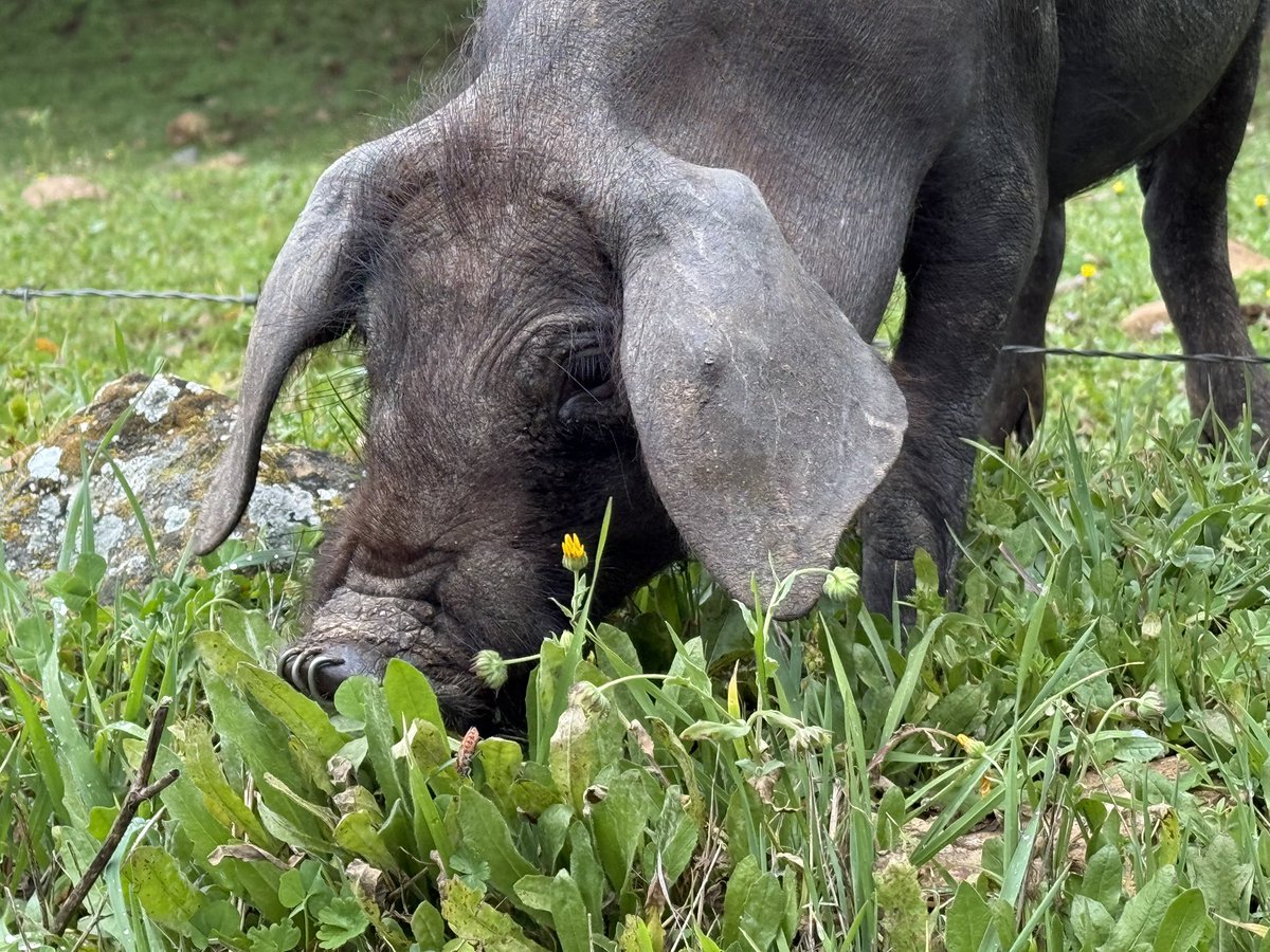 R.  Buzz tweet media