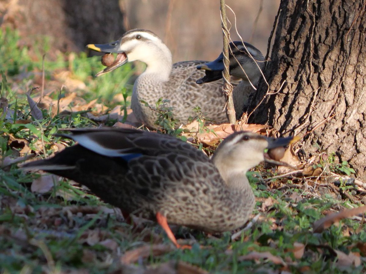 ぽんこ♪ tweet media