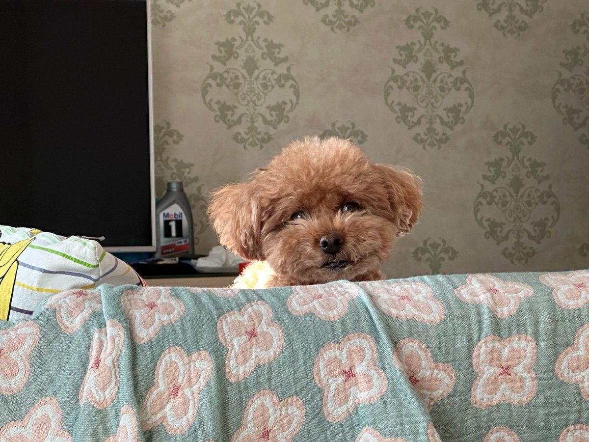 Ajay Dhull Shab tweet media