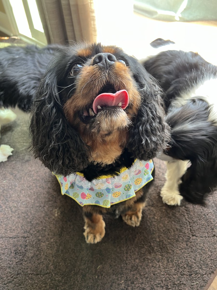 Sofia, Enzo, & Luca Bucci tweet media