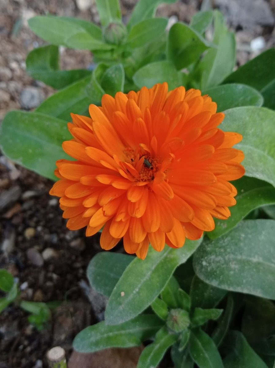 قبسات أدبية - وفاء القاضي tweet media