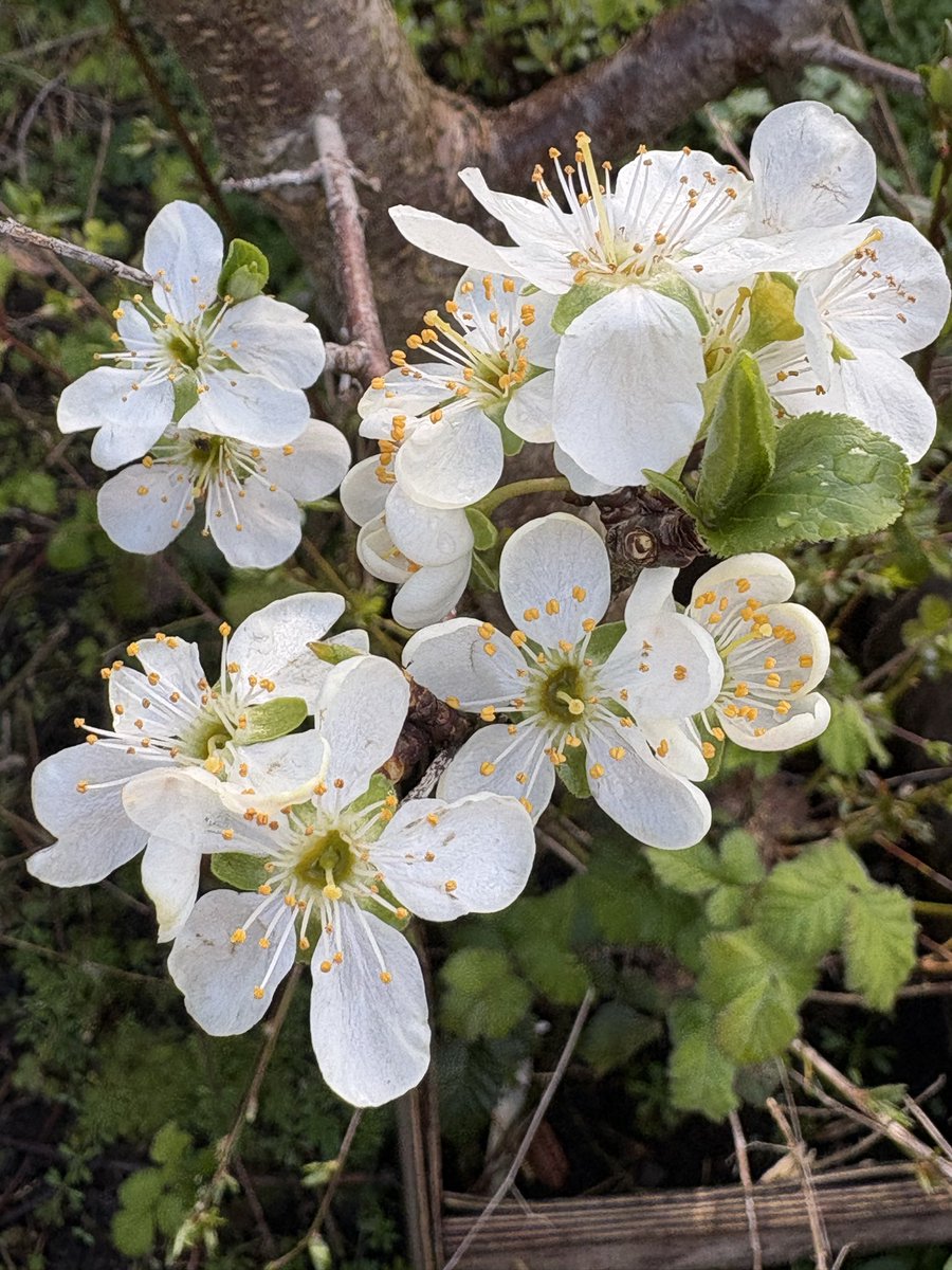HappinessKatie's tweet image. Daily Gratitude- what are you glad for today? I’m glad for blossom, birdsong and new plants for the garden 🌱💜🩷🧡💛 #gratitude #appreciation #happiness #mentalhealth #wellbeing #EduTwitter #shropshire #powys #herefordshire #joy #ThankfulThursday