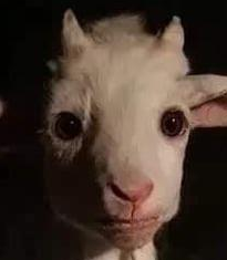 Izzy Gote 🐐 tweet media