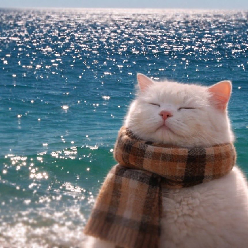 Mystayor 兽 💹🧲 tweet media