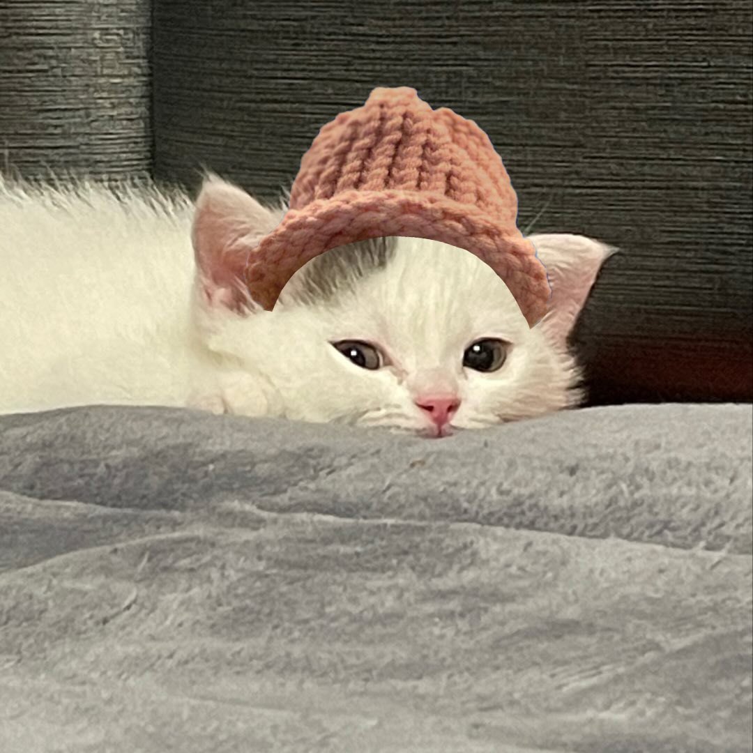 $CWIF cats tweet media