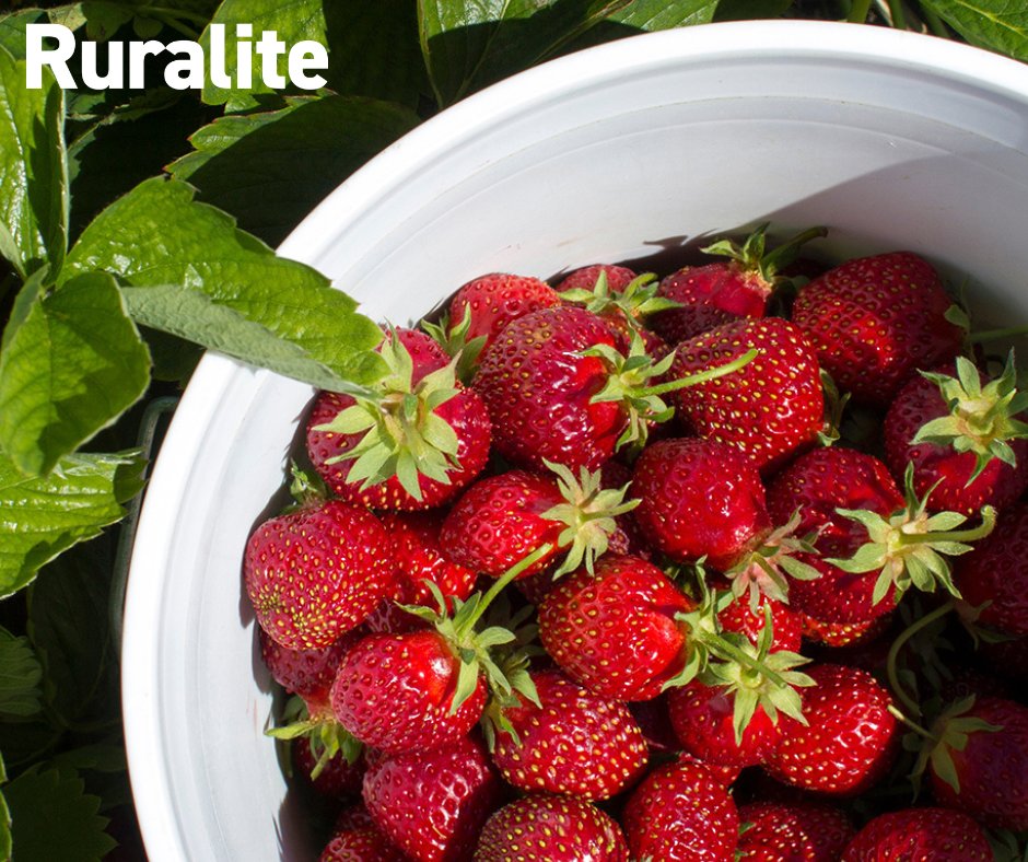 RuraliteMag's tweet photo. Dreaming of fresh, homegrown strawberries? Early spring is the perfect time to plant. With the right variety, plenty of sun and a little planning, you can enjoy juicy berries from late spring through early fall. Learn how to grow them: https://t.co/m7fHqcB1Lr https://t.co/puofhZFDx6