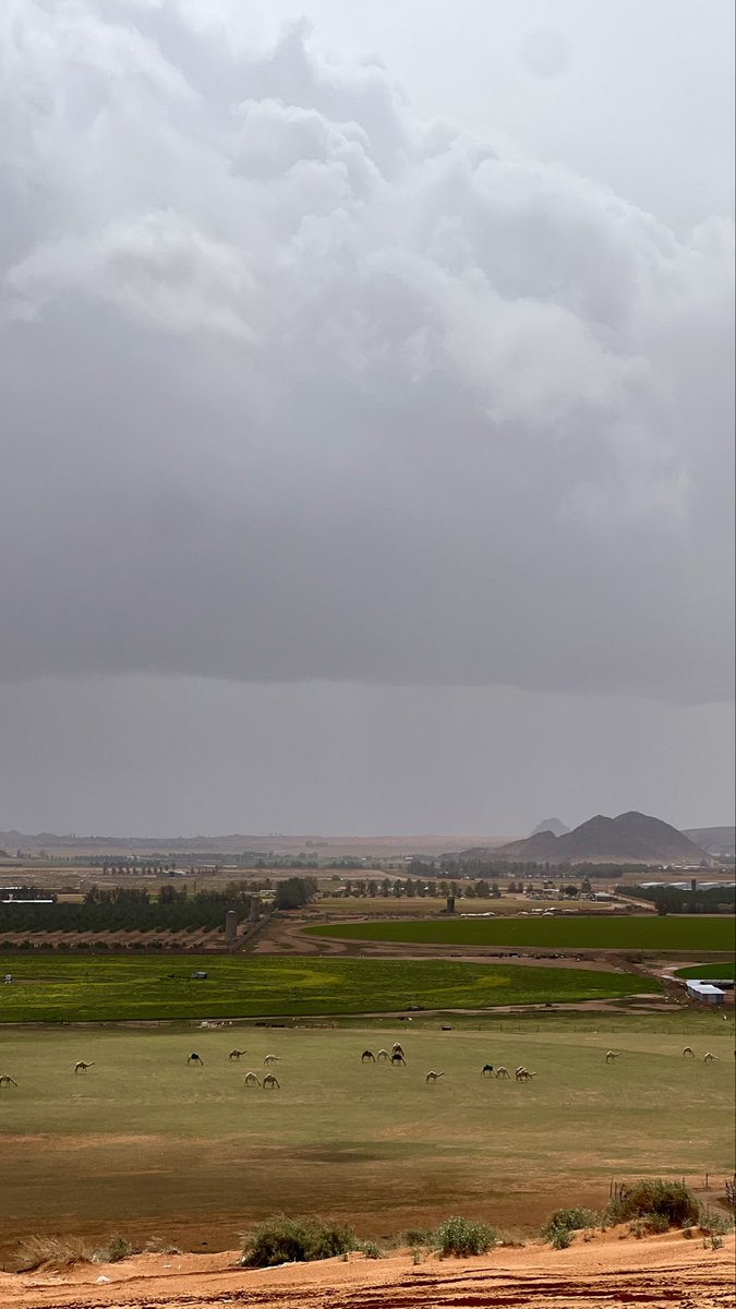 وليد الشمري tweet media