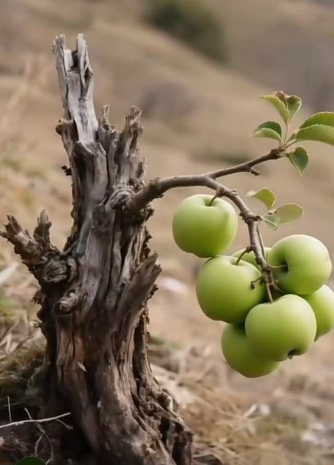 "Allah isterse olur."