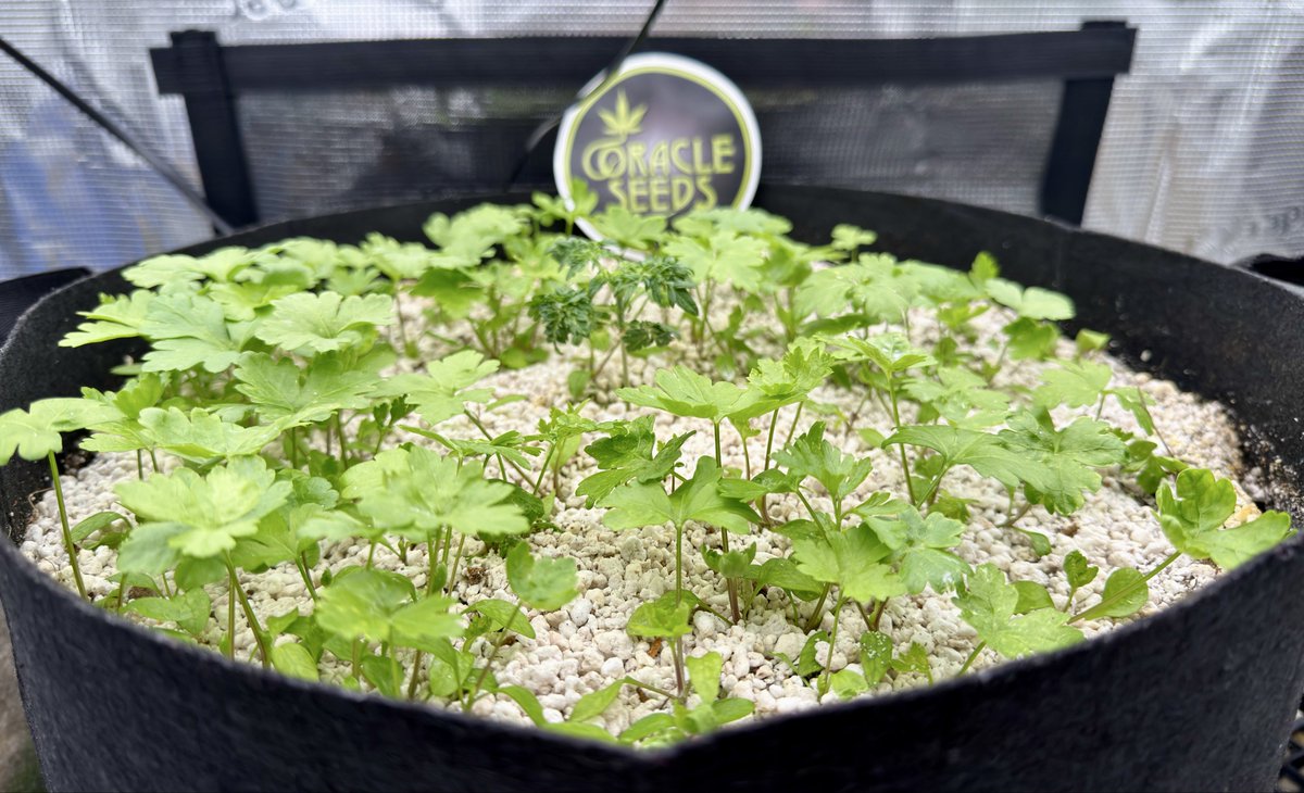 Daniel-san tweet media