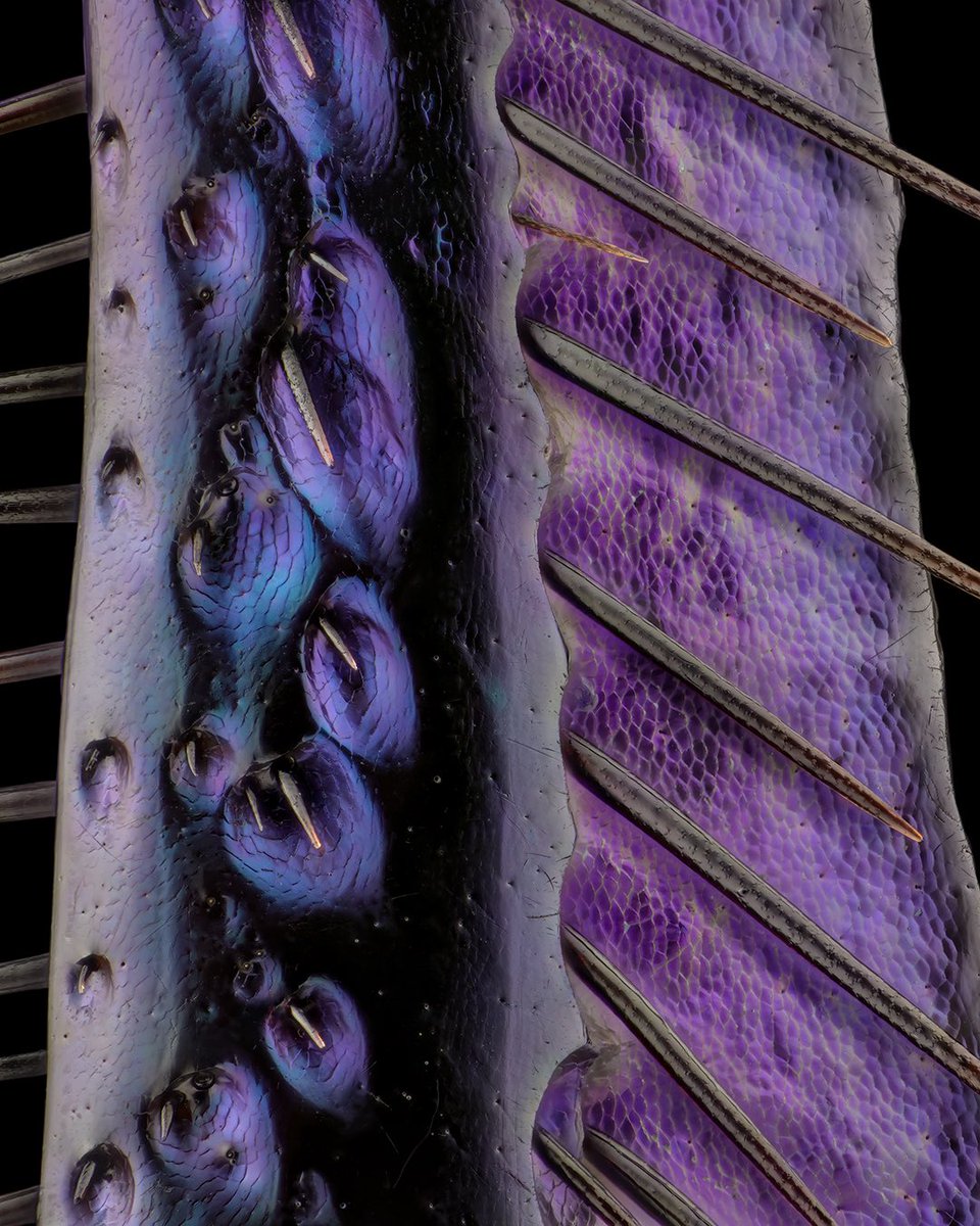 In this extreme macro photo, we dive into the intricate world of a dung beetle. What you see is a highly magnified section of its front leg, captured through a microscope lens. To achieve this level of detail, 196 individual images were taken using focus stacking technique, each