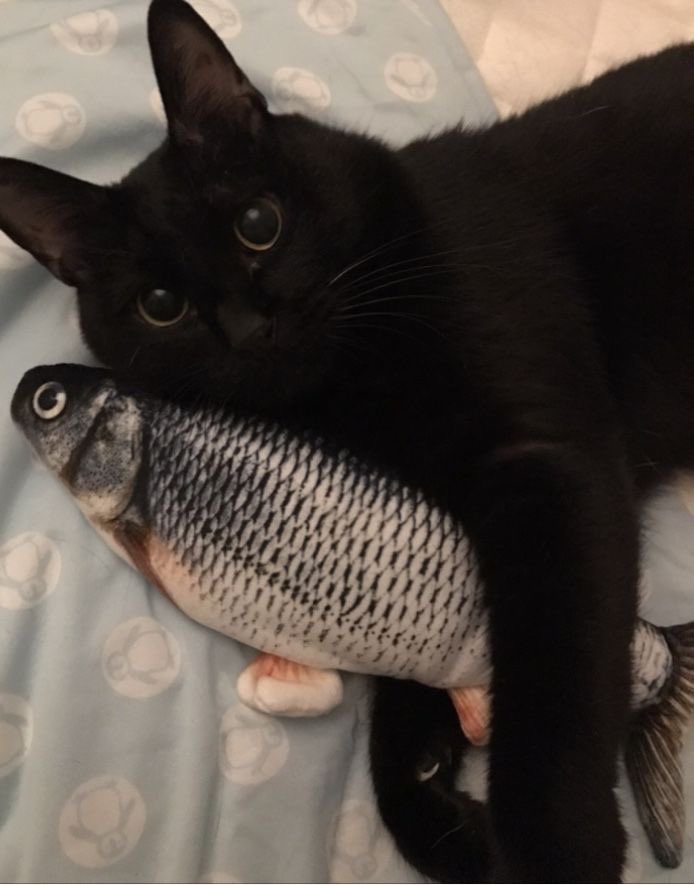 Black cats are not bad luck tweet media