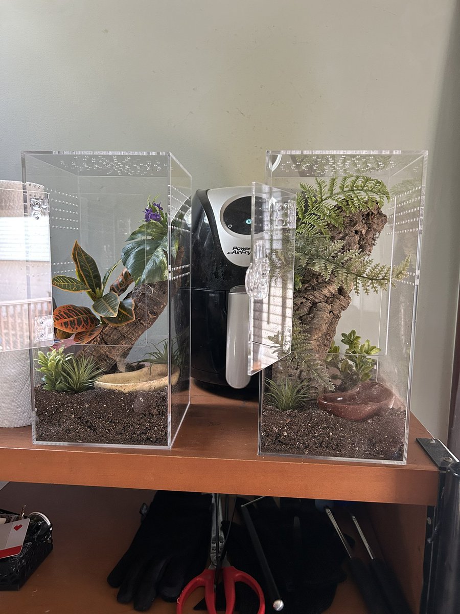 🕸️ℜ𝔬𝔟🕸️ tweet media