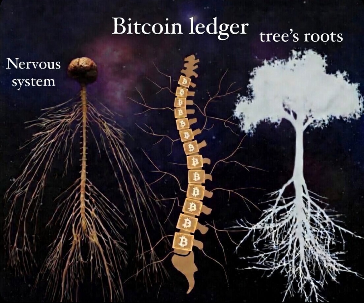 AdaptiveAlph 郝名阿 tweet media