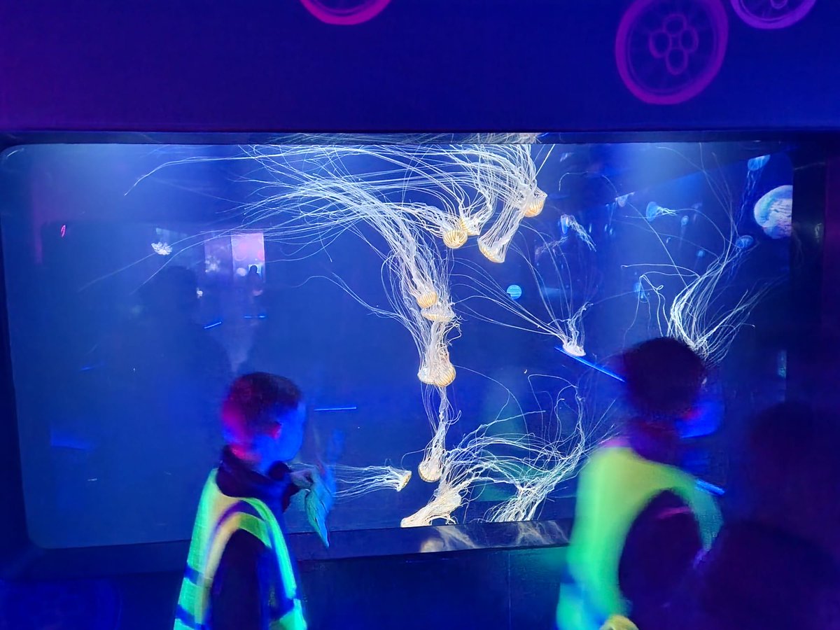 DL Academy tweet media