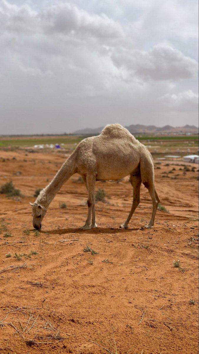 وليد الشمري tweet media