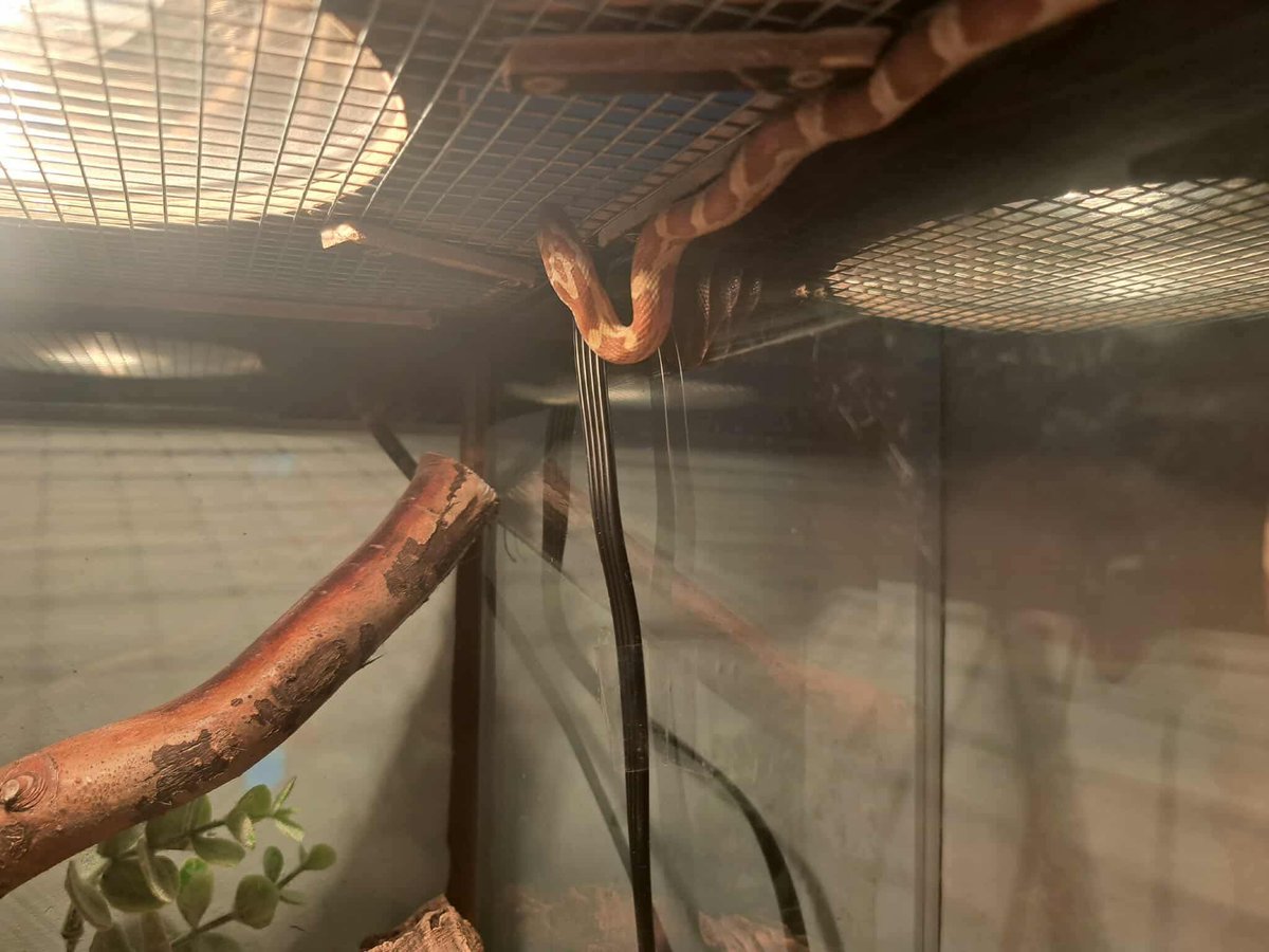 mellie SAW STRAY KIDS tweet media