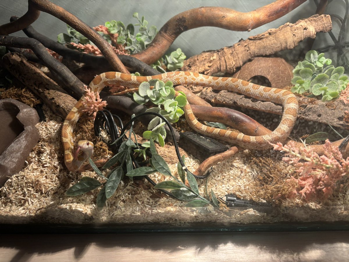 mellie SAW STRAY KIDS tweet media