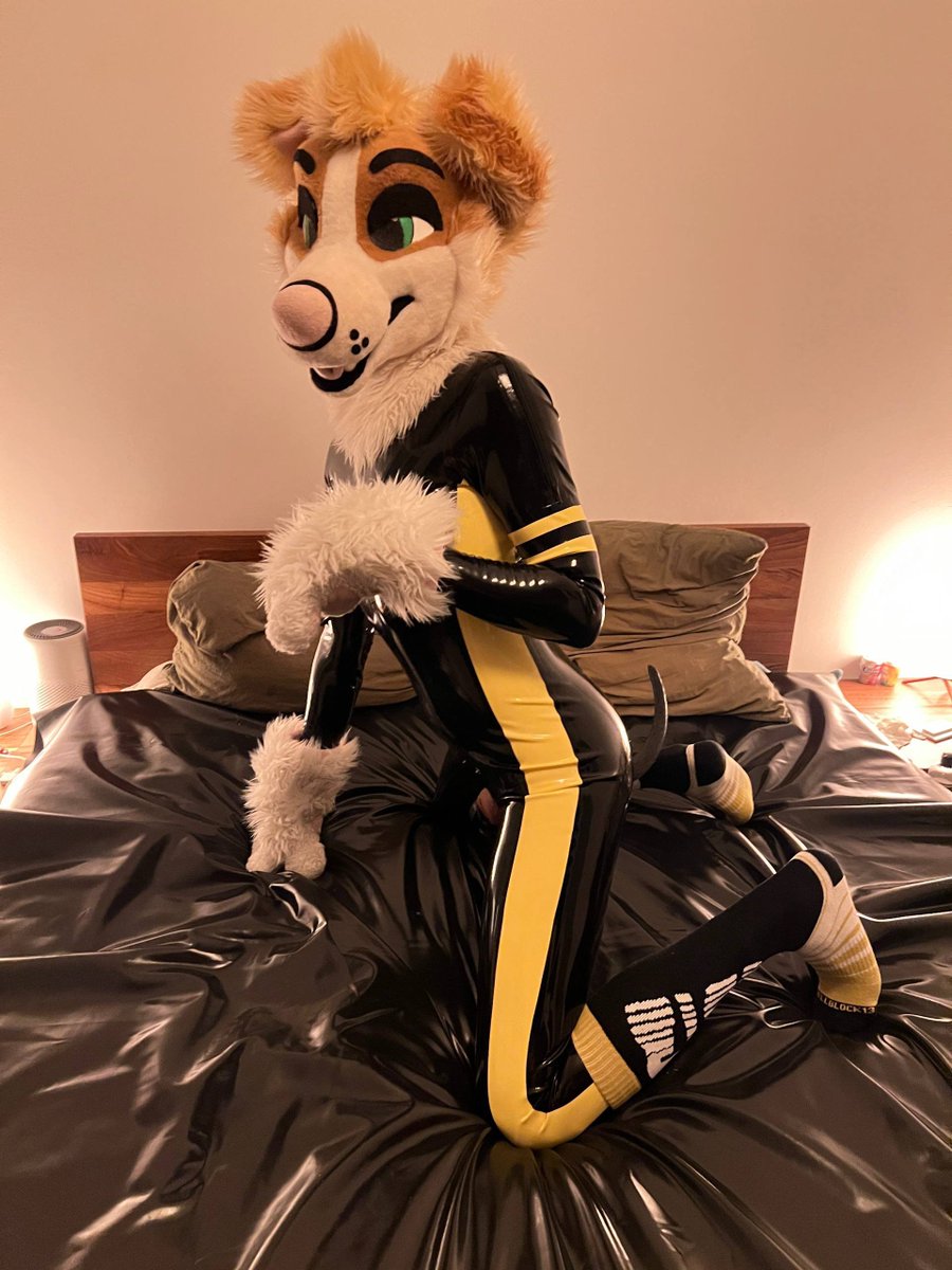 cake collie 🐶 tweet media