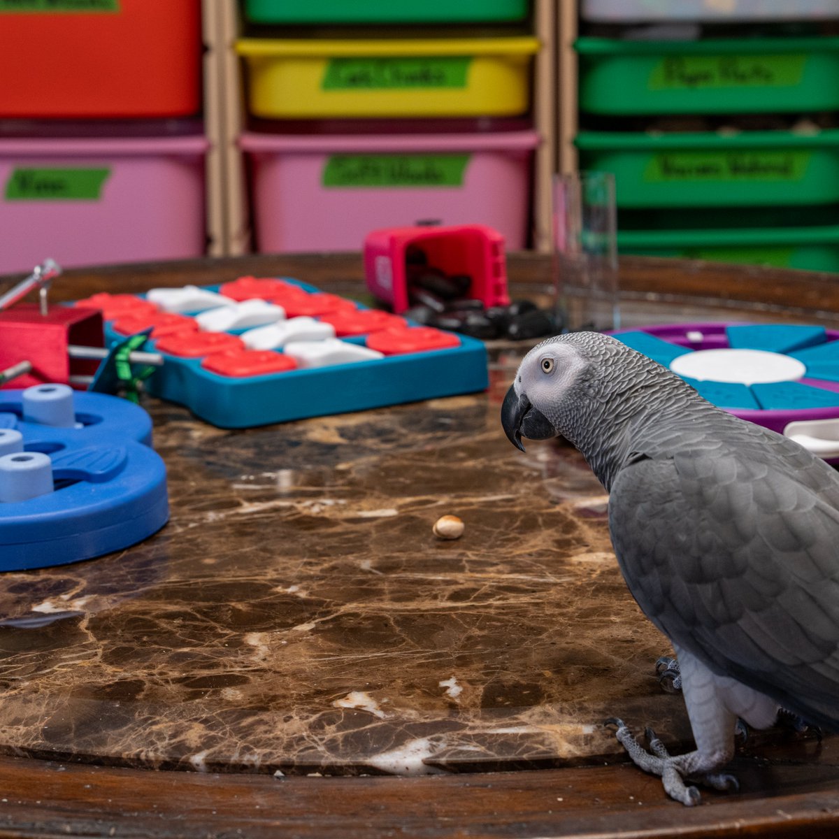 ApolloandFrens tweet media