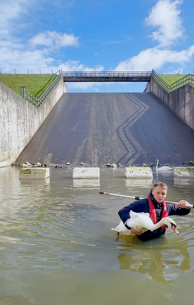 Yorkshire Swan & Wildlife Rescue Hospital tweet media