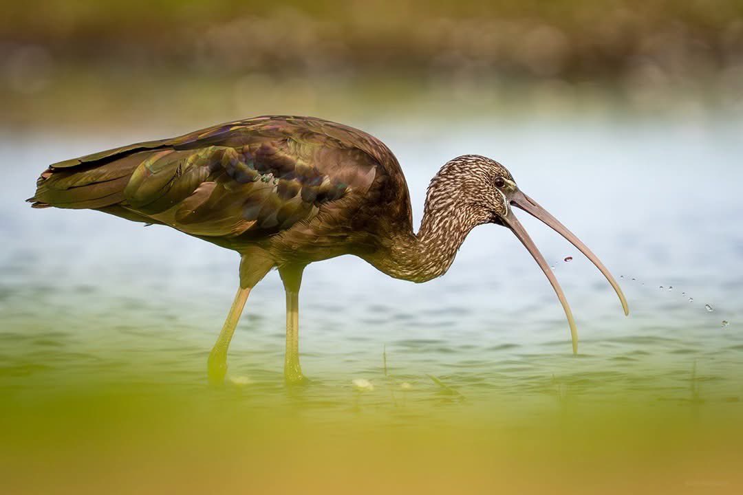Francisco Romero I WildLife Photographer tweet media