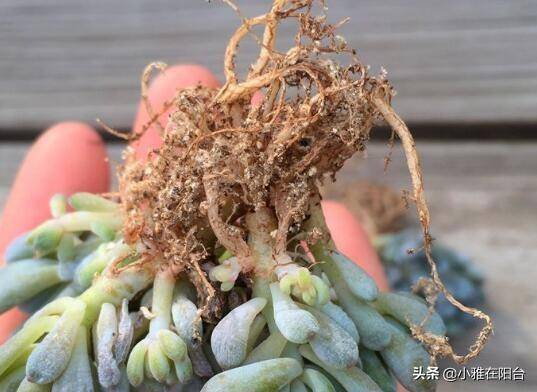 Carlos A. Ramirez tweet media