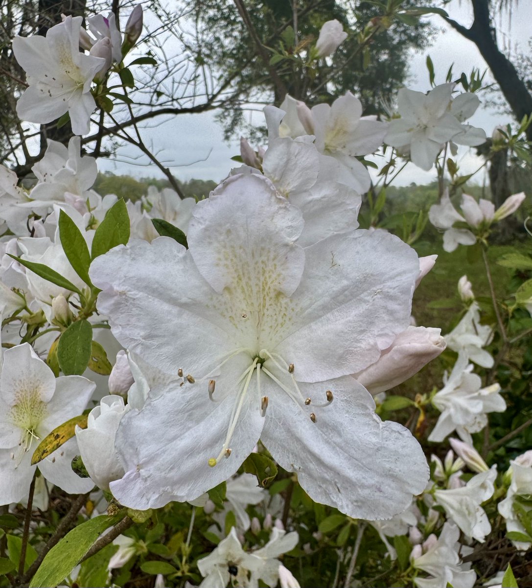 Azalea, Florida, this morning. There is no climate emergency.