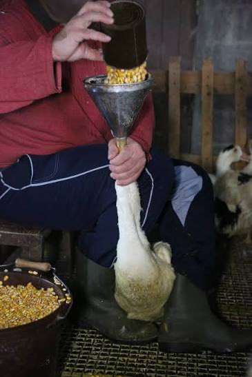 Brüsseler Gulag tweet media