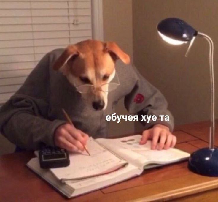 pepperoni ambassador🇮🇱 tweet media