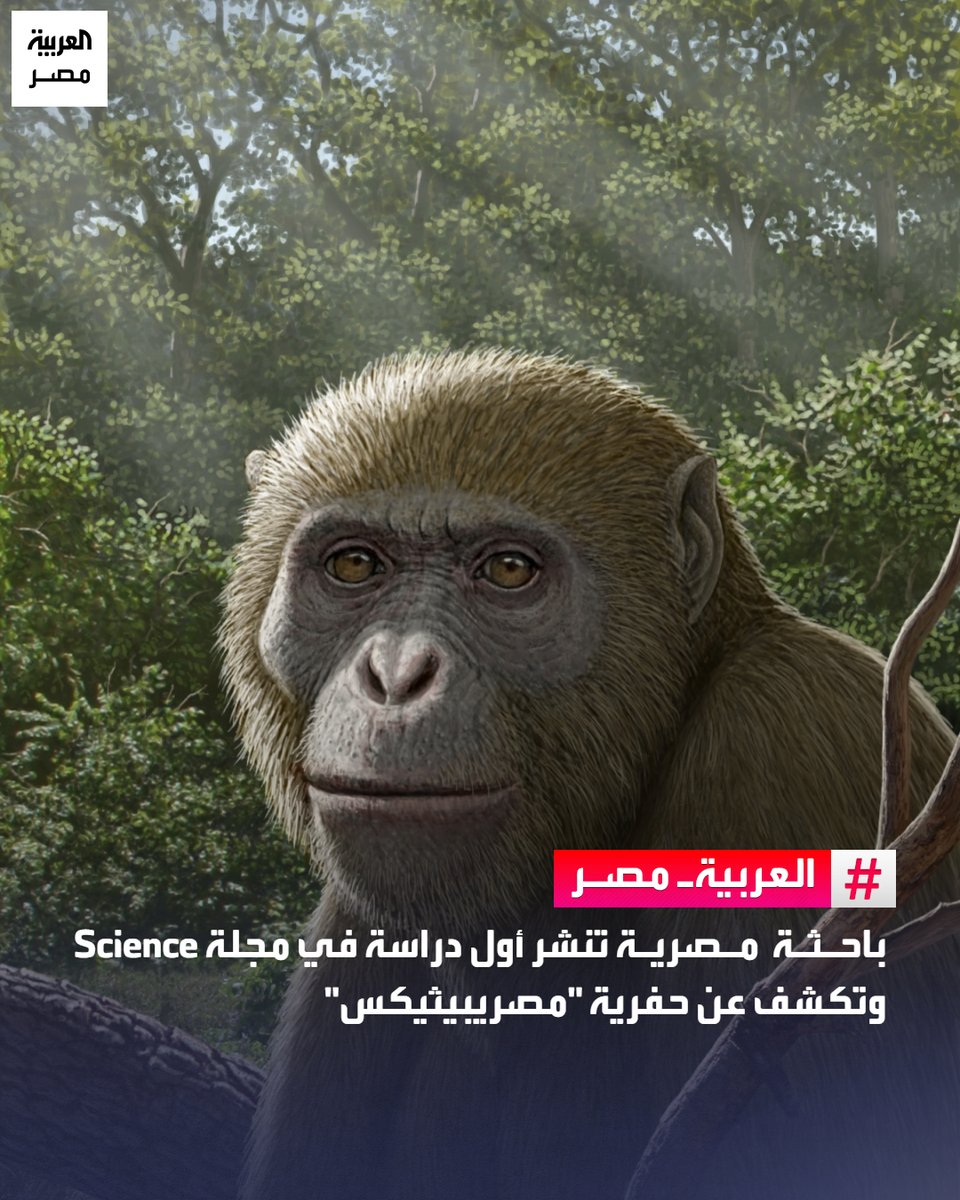 العربية مصر tweet media