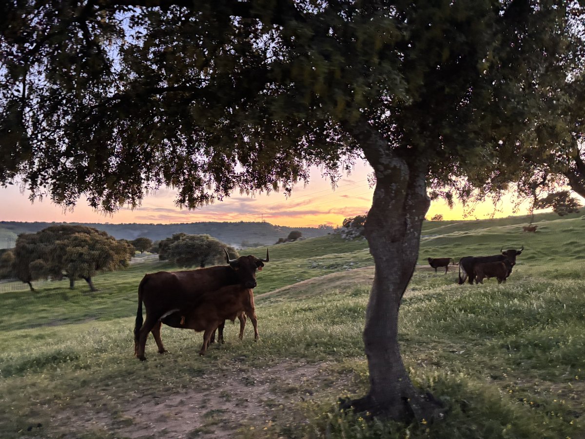 David Lorente tweet media