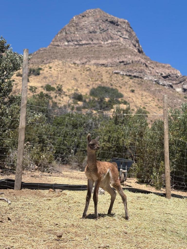 Universidad de Chile tweet media