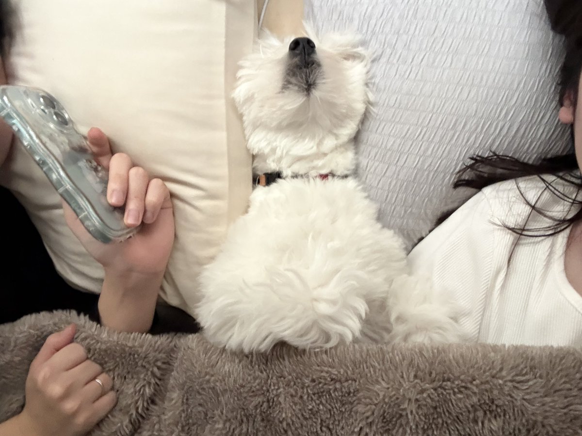 きなり tweet media