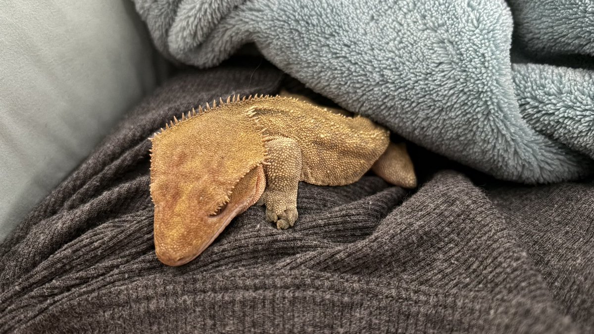 FathomFangs tweet media