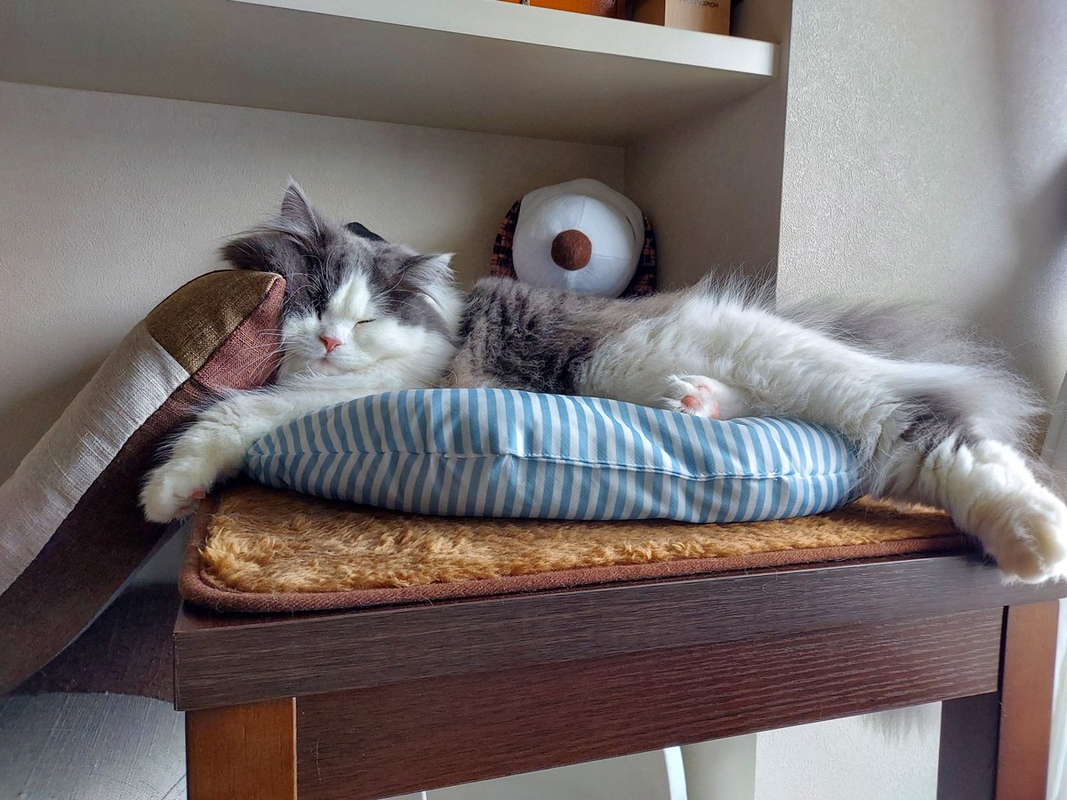 tnoplnos's tweet photo. 人間だったら
寝違えるやーつ

#猫 #ねこ #ネコ
#首大丈夫？
#エイル #ミヌエット https://t.co/7r7wvnyASc