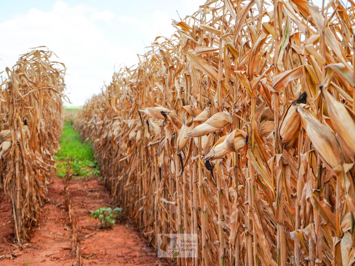 National Irrigation Authority tweet media