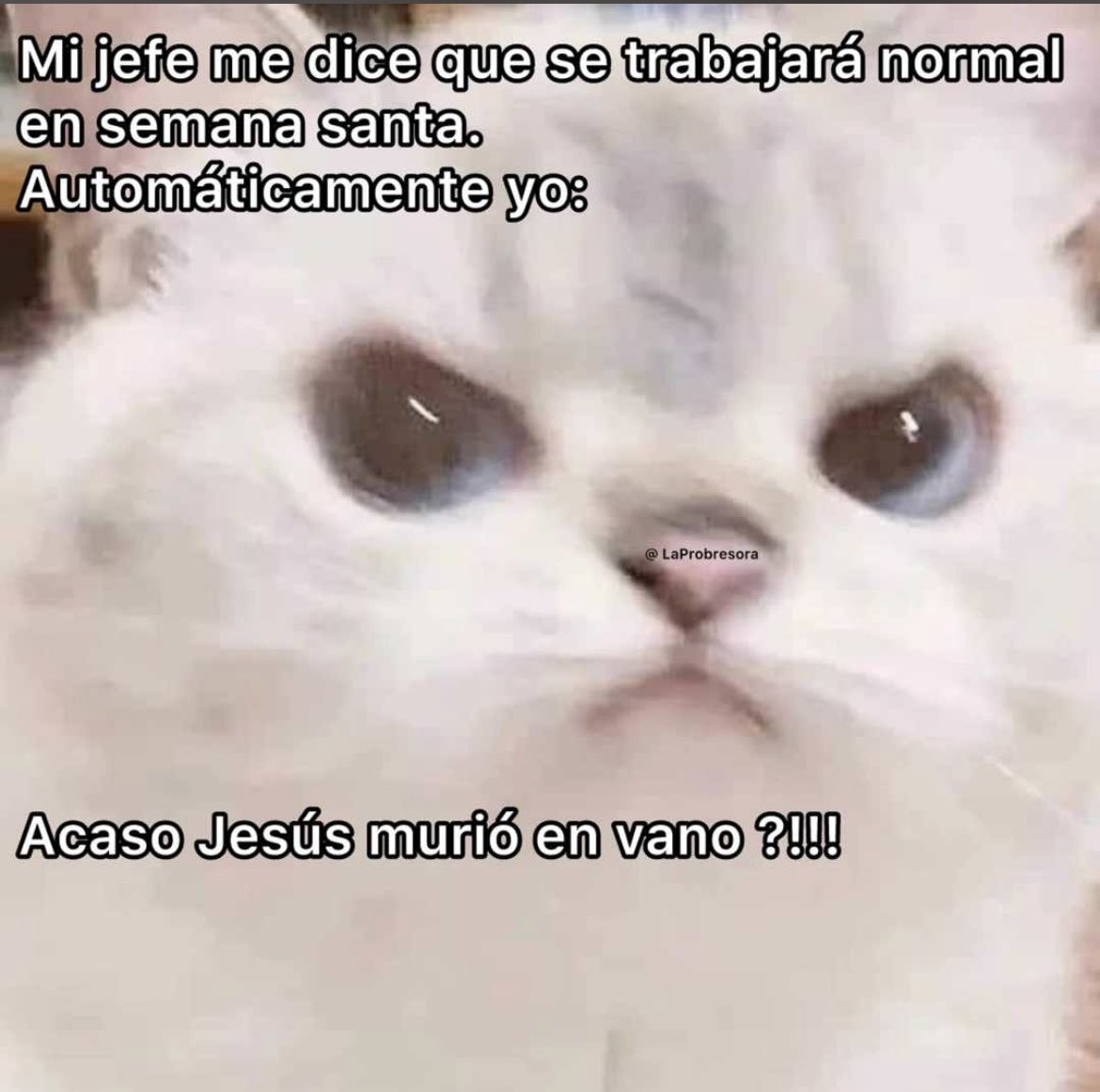 Fernando Mercado tweet media