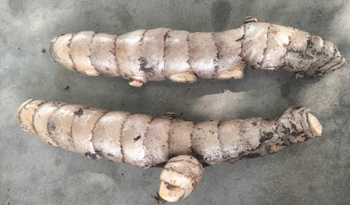 sreshtafarms's tweet image. Fresh from the soil, just the way nature grows it. This is turmeric in its most honest form. Simple, real, and full of goodness. 

Want to see how different our turmeric is? 

Order Now from sreshta.shop

#sreshtafarms #naturalturmeric #farmtokitchen