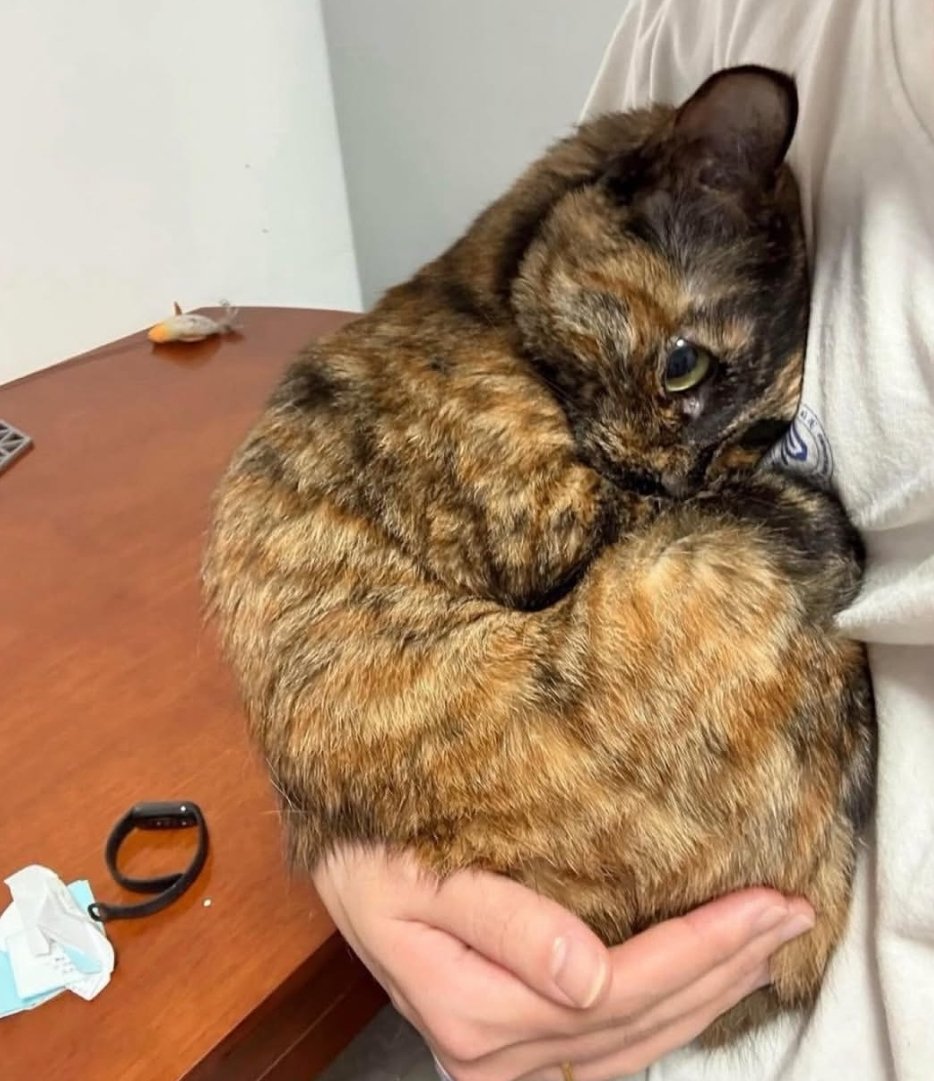 SFIGATTO tweet media