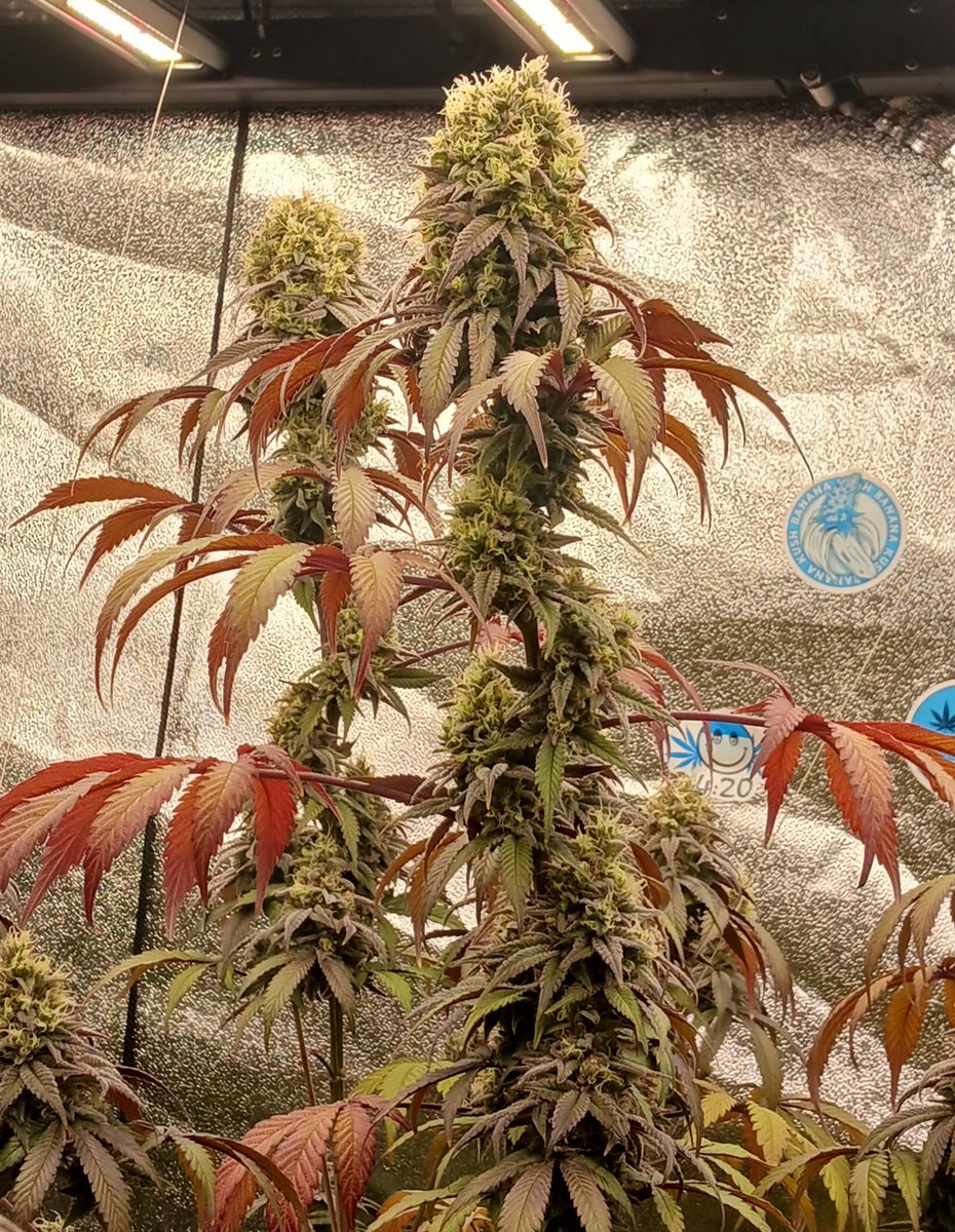 Shake & Bake 420 tweet media