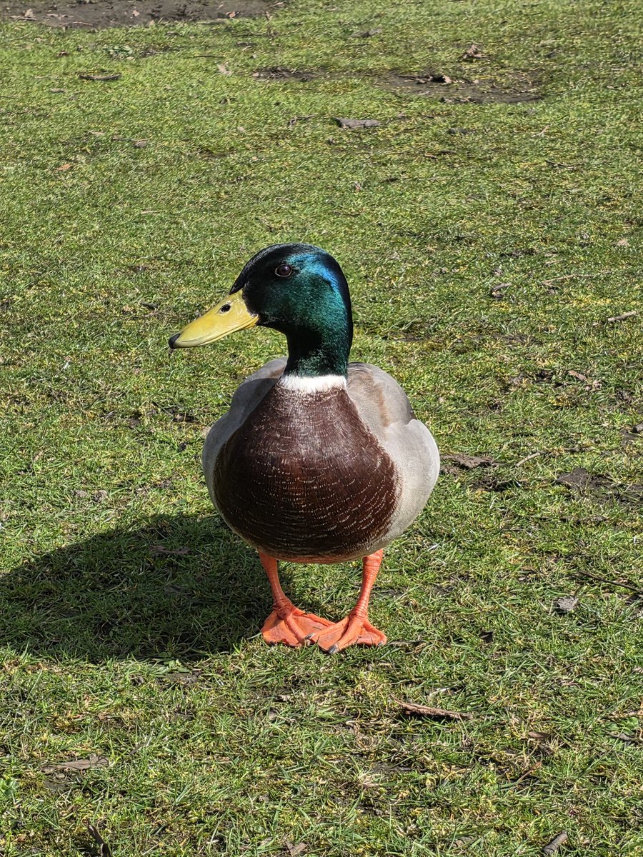 NathanialCollects tweet media